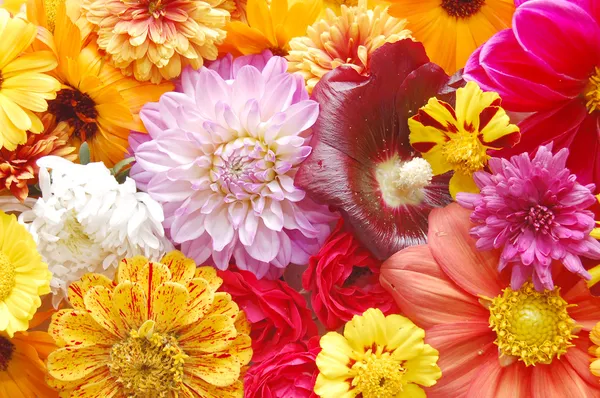 Hermoso fondo de flores frescas perfectas — Foto de Stock