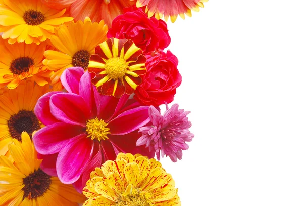 Mooie grens vanaf verse bloemen op een witte b — Stockfoto