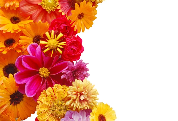 Ornament aus Sommer schöne Blumen — Stockfoto