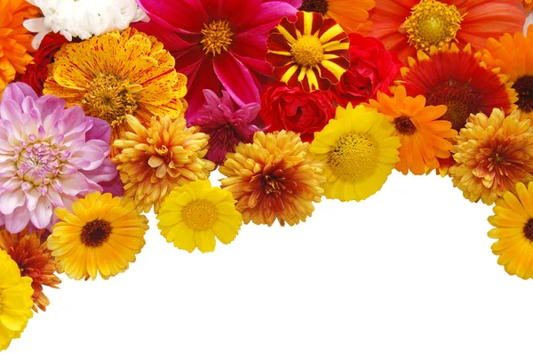 Beautiful border from fresh flowers on a white b — Stock Photo, Image