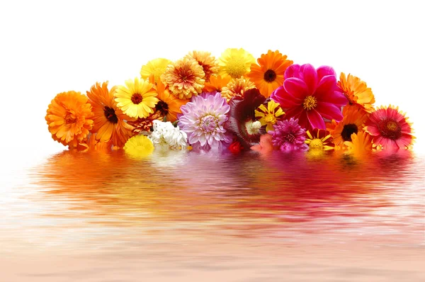 Flores com pétalas de várias cores — Fotografia de Stock