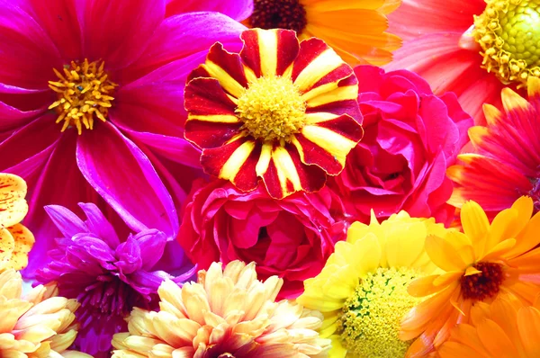 Όμορφο φόντο από τέλεια φρέσκα λουλούδια — Φωτογραφία Αρχείου