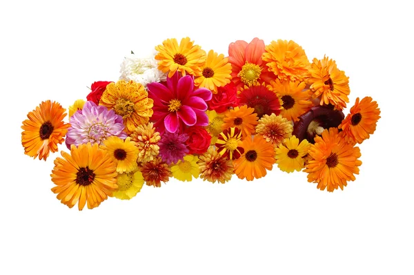 Flowers with petals of various colours on a whit — Stock Photo, Image