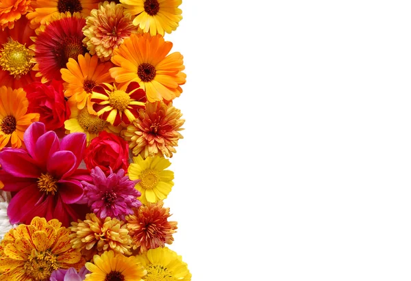 Mooie grens vanaf verse bloemen op een witte b — Stockfoto