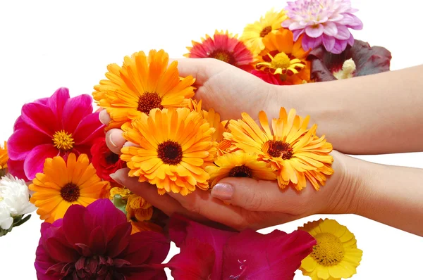 Female hand with beautiful flowers on a white ba — Stock Photo, Image