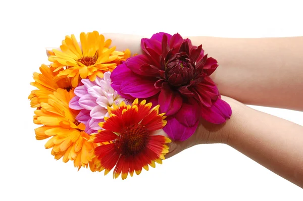 Stock image Female hand with beautiful flowers on a white