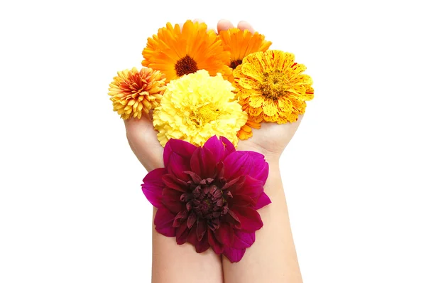 stock image Female hand with beautiful flowers on a white ba