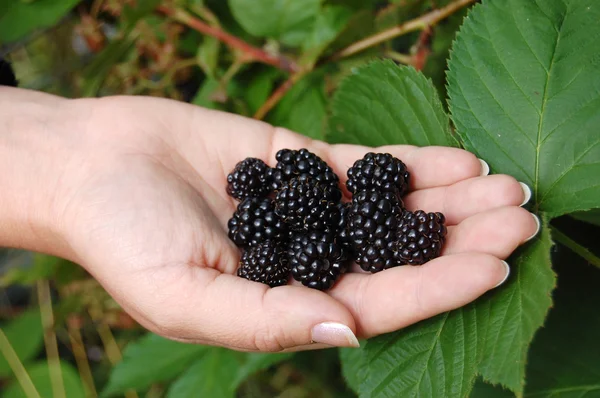 Vrouwelijke hand met een blackberry tegen groen — Stockfoto