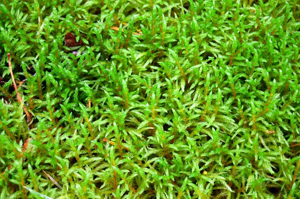 Abstract background nature moss green closeup — Stock Photo, Image