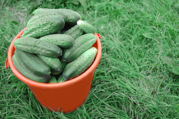Colheita de pepinos em um balde contra verde — Fotografia de Stock