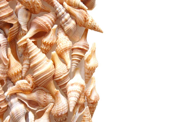 Verschiedene Muscheln isoliert auf weißem Hintergrund — Stockfoto