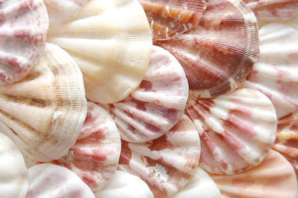 Fondo hecho con conchas marinas —  Fotos de Stock