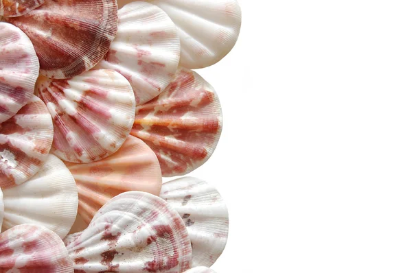 Verschillende shells geïsoleerd op een witte achtergrond — Stockfoto