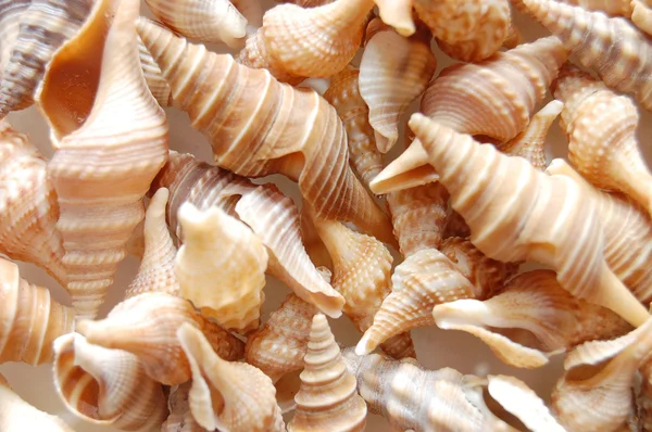 貝殻で作った背景 — ストック写真