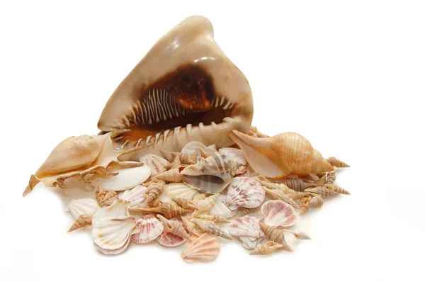 Sea cockleshells on white background — Stock Photo, Image