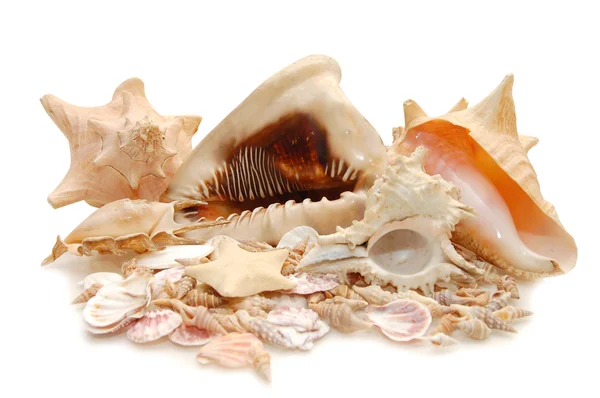 Морские ракушки на белом фоне — стоковое фото