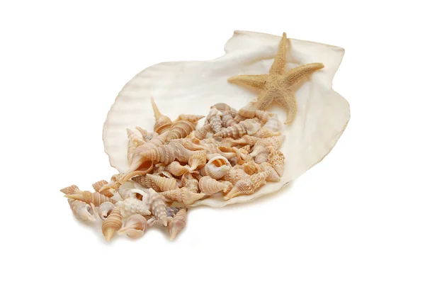 Морские ракушки на белом фоне — стоковое фото