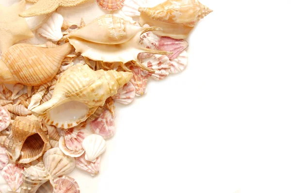 Diferentes conchas aisladas sobre un fondo blanco —  Fotos de Stock