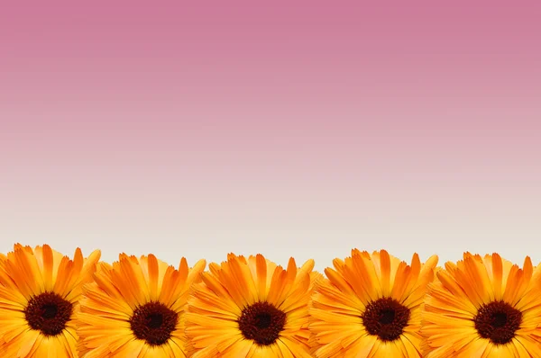 Quadro de flores — Fotografia de Stock