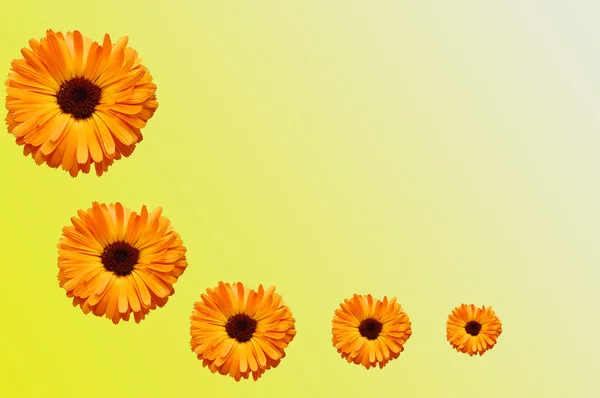 Quadro da fiori con petali — Foto Stock