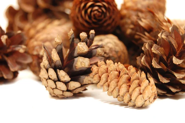Composition from several fir cones Stock Photo