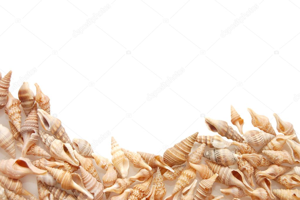 Different shells isolated on a white background