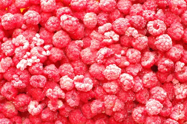 Nærbillede af frosne hindbær - Stock-foto