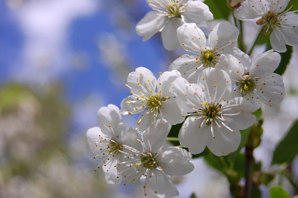 绽放樱桃种植春白 — 图库照片