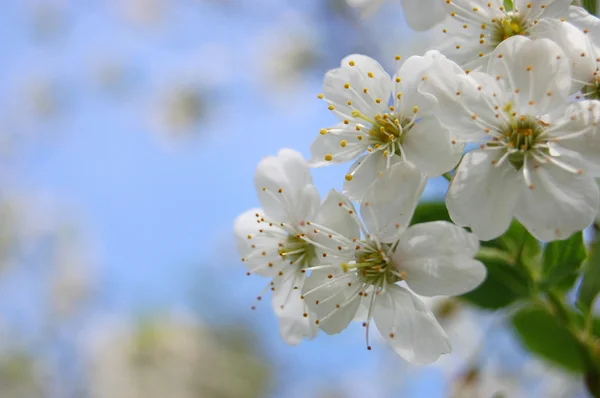 Вишня цвітіння рости весна білий — стокове фото