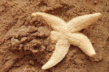 Starfish on wet sand at sunrise/sunset clipart