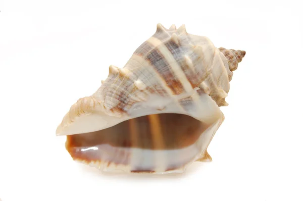 Sea cockleshell fotografato su sfondo bianco — Foto Stock