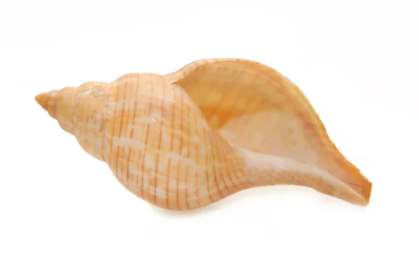 Seashell isolerad på vit bakgrund — Stockfoto