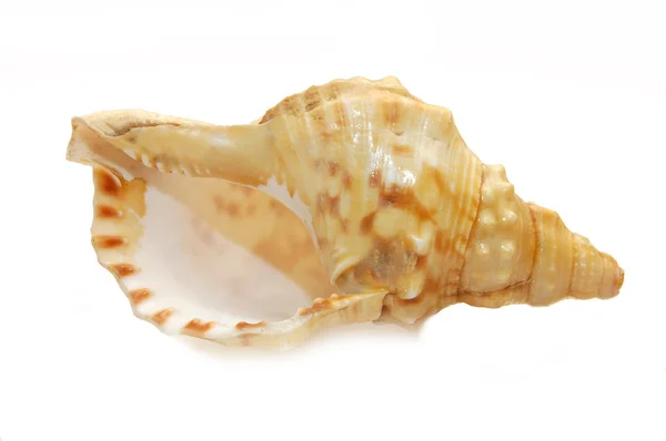 Seashell izolowane na białym tle — Zdjęcie stockowe