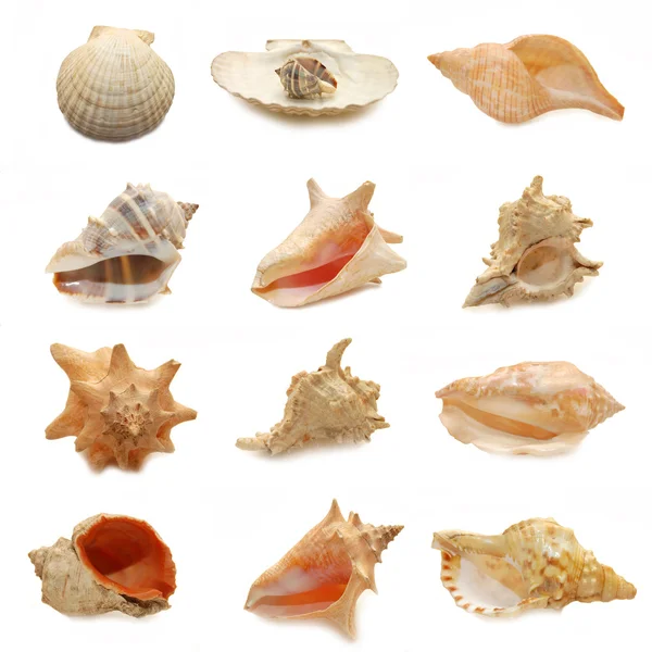 Imagem de conchas no fundo branco — Fotografia de Stock