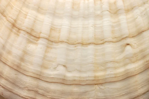 조개 껍질을 클로즈업 — 스톡 사진