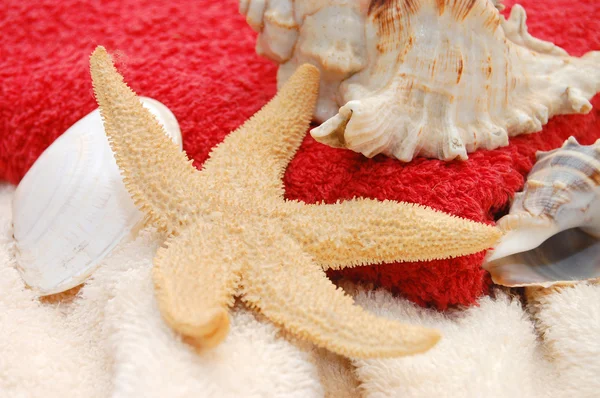 Starfish e conchas no fundo da toalha — Fotografia de Stock
