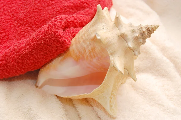 수건 배경에 큰 매우 아름 다운 조개 — 스톡 사진