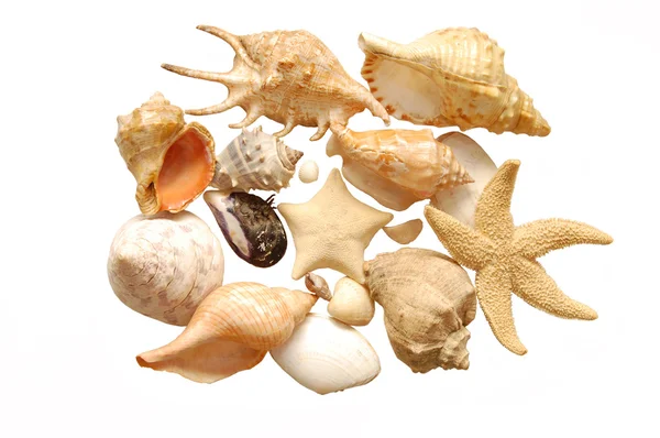 Image of seashells on white background — Stock Photo, Image