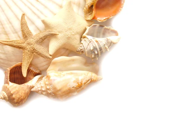 Spa scenery - sea shells isolated on white — Stock Photo, Image