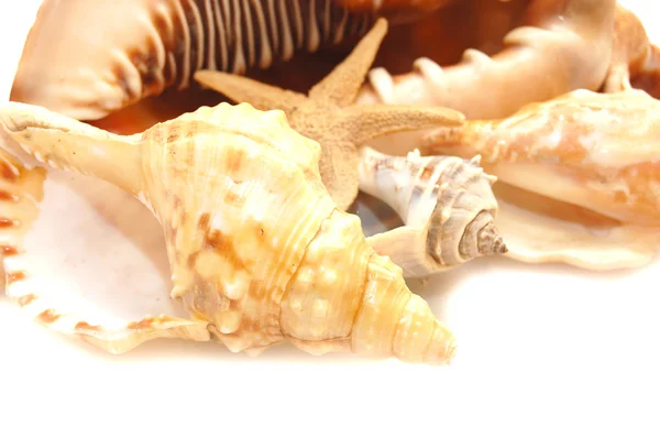 Foto de una variedad de conchas marinas —  Fotos de Stock