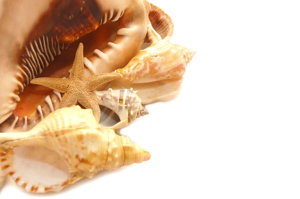 Seashell su bianco con un sacco di spazio di copia — Foto Stock