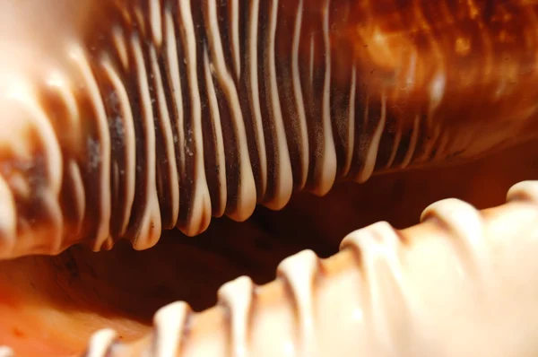 Közeli kép: seashell — Stock Fotó