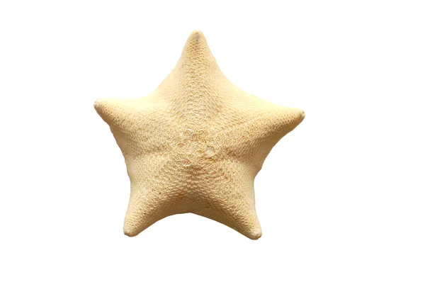 Starfish óceánok mély víz a fehér backgro — Stock Fotó