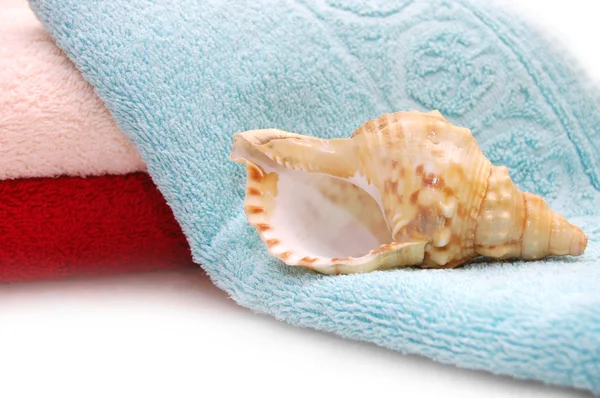 Conchas marinas muy hermosas sobre fondo de toalla — Foto de Stock