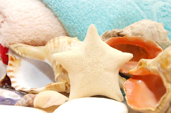 Морские звезды и ракушки на фоне полотенец — стоковое фото
