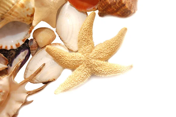 貝殻の様々 な写真 — ストック写真
