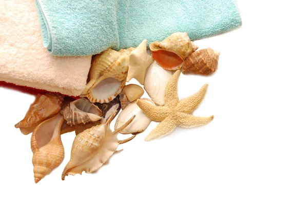 Very beautiful seashells — Stock Photo, Image