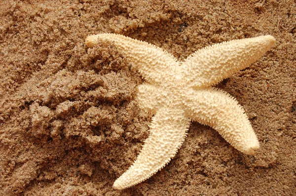 A nedves homok, napkelte/napnyugta: tengeri csillag — Stock Fotó