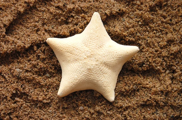 Arka plan için mükemmel bir plaj kum üzerinde deniz yıldızı — Stok fotoğraf