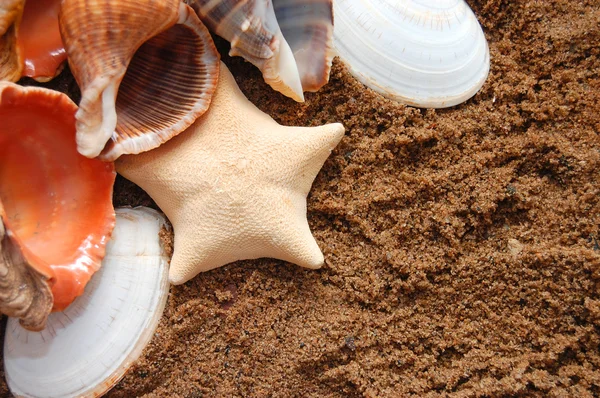 Starfish and seashells on golden sand — Stock Photo, Image